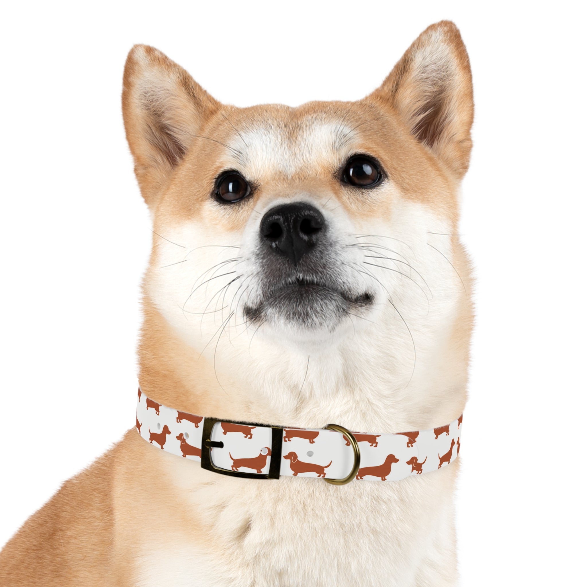 DL Brand Dog Collar — Dachshund Pattern | Doxie League
